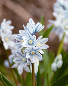 Puschkinia libanotica.jpg